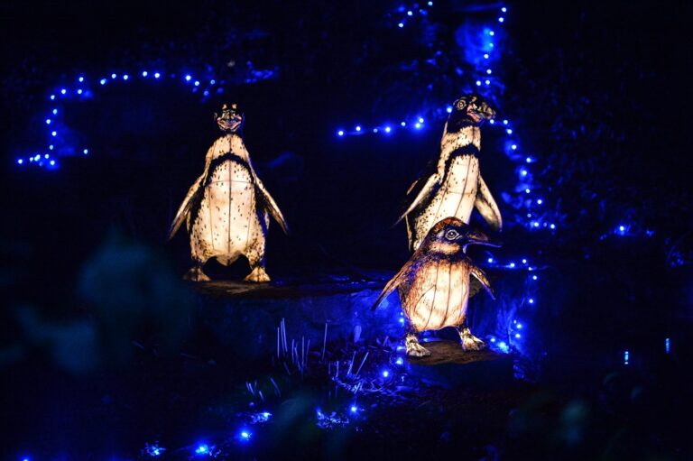 chester zoo lanterns and lights 2024