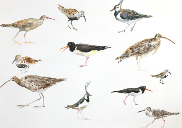 Fledge: A Year of Birds at Contemporary Six