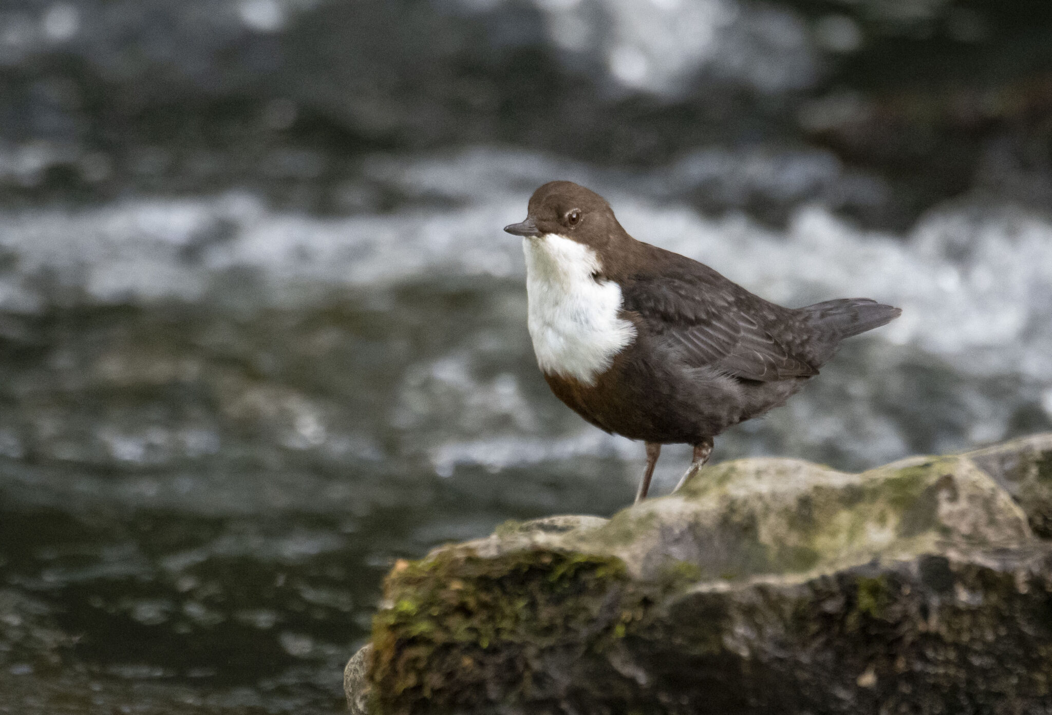 Derbyshire Bird Tours - Creative Tourist