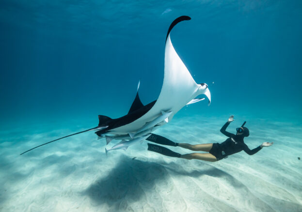 Female snorkeler swimming underneath a large manta ray in the ocean. Vibrant blue water and white sand can be seen in the background.