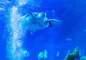 Green Sea Turtle at SEALife Blackpool