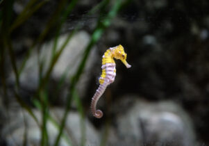 SEA Life Blackpool Seahorse