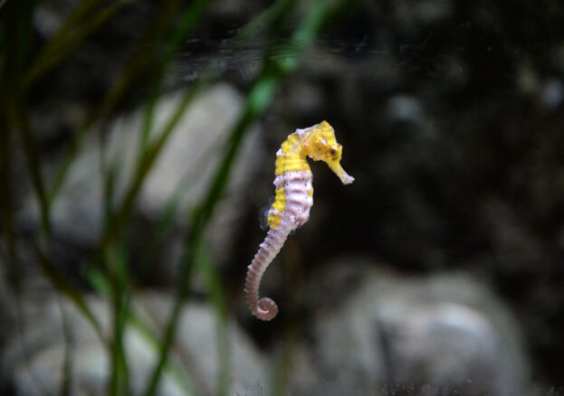 SEA Life Blackpool Seahorse