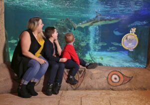 Image of a family looking in a glass tank with shark