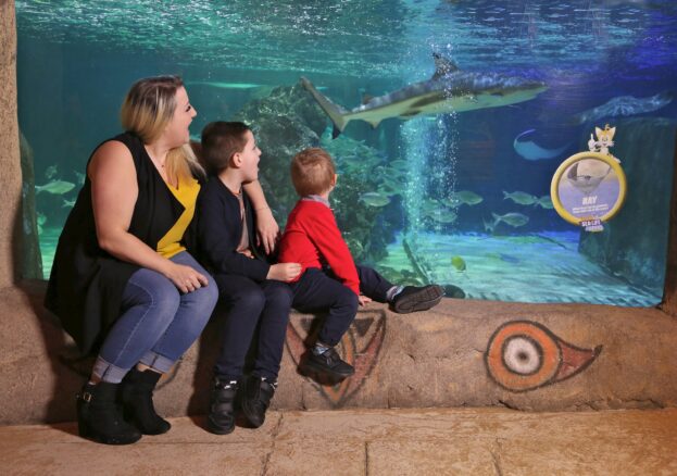 Image of a family looking in a glass tank with shark