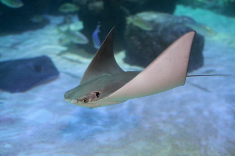 SEA Life Blackpool ray