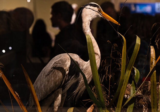 A heron in the Wild exhibition at Manchester Museum.