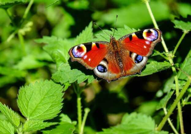 orange and black butterfly