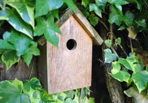 A wooden bird box surrounded by ivy leaves 