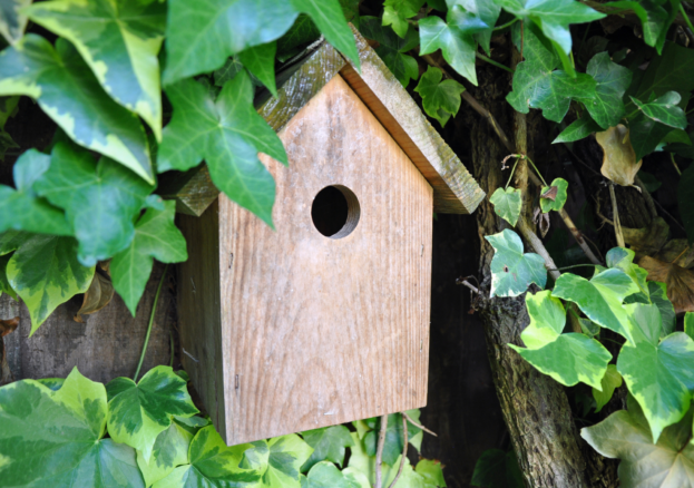 A wooden bird box surrounded by ivy leaves 