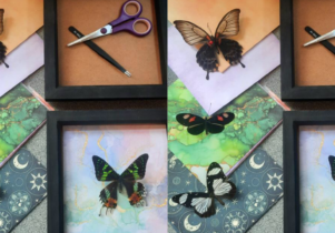 image shows pinned butterflies and pretty paper with frames