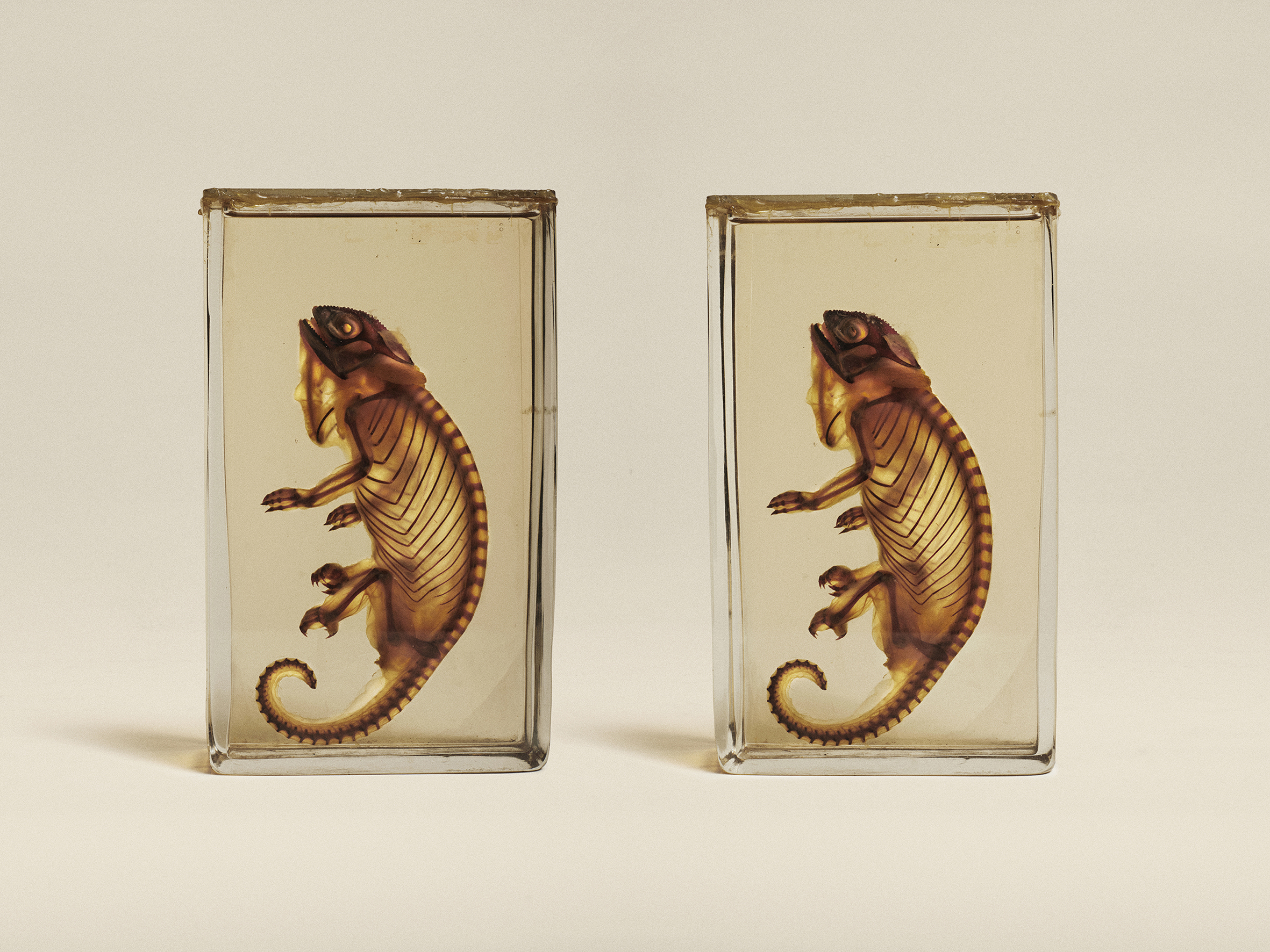 Animal Kingdom: Stereoscopic Images of Natural History at Manchester